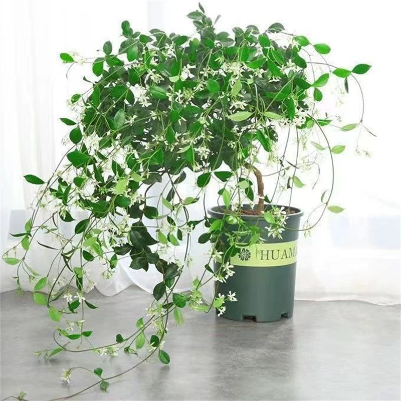 Ветряная мельница Жасмин в горшке вьющееся растение Розовый Желтый большой ворс рассада Ruoshi лоза цветение Ароматный сад вечнозеленый