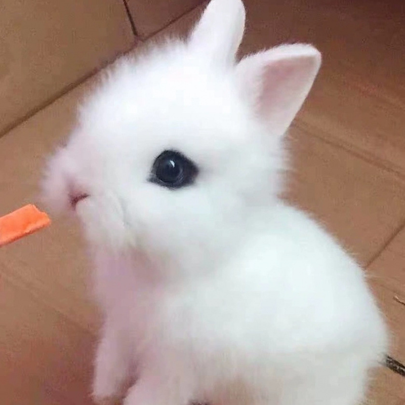 小さなウサギ、生きているノームウサギ、成長しない、ミニプリンセス、オランダ垂れ耳ウサギ、ティーカップウサギ、飼い慣らされたペットウサギ|undefined