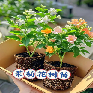 �ذ���������������Gֲ�̨�Ϙ����������G�����ֲ�����l��