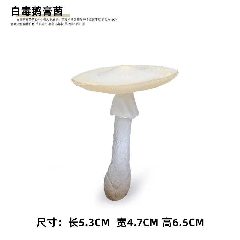 아마니타 알비칸스