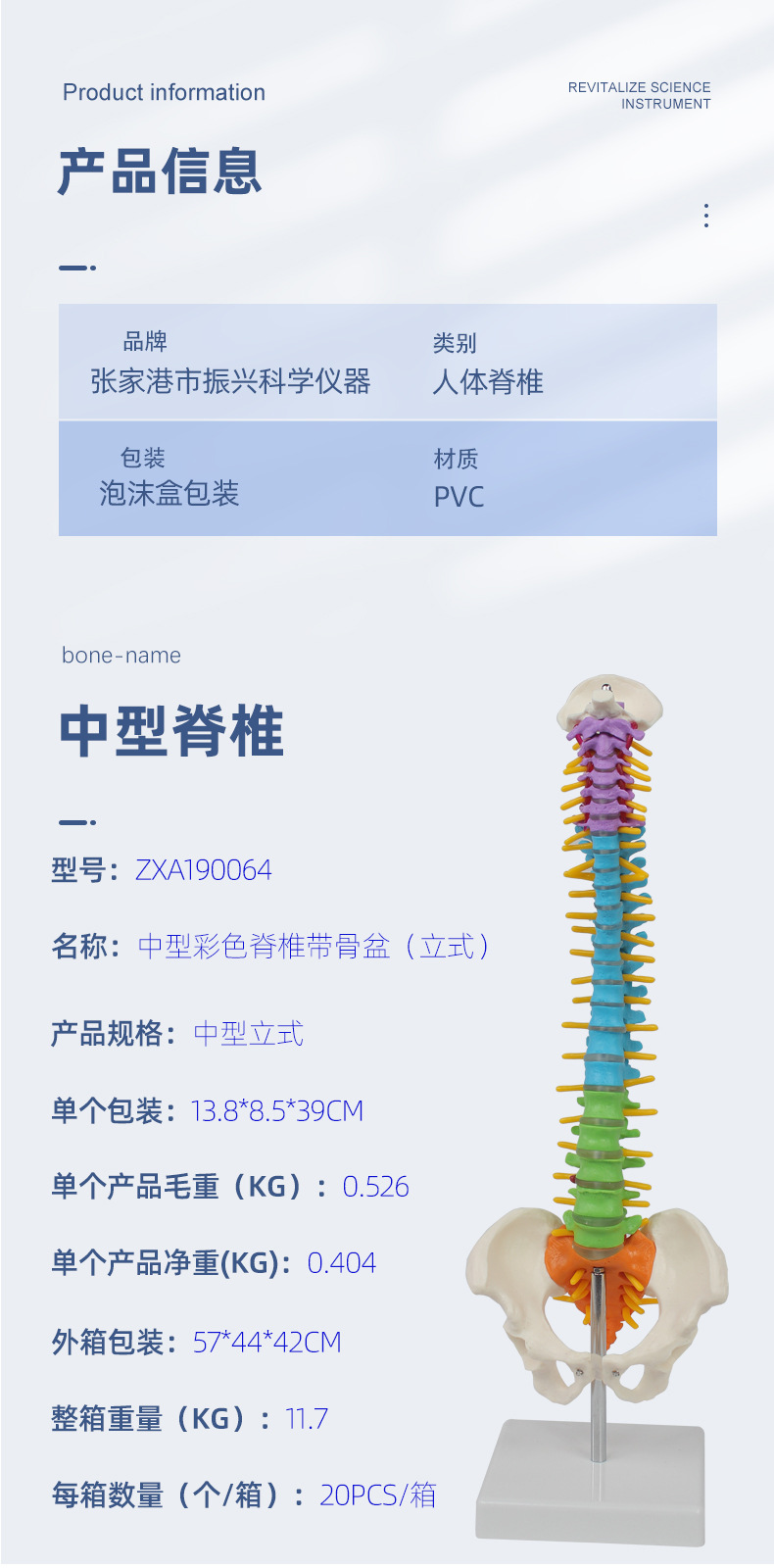 中型彩色脊椎带骨盆(立式)信息.jpg