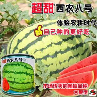 ����8424�������ϷN�����Ϸ��ļ��߮a�ش���Нh����Ƥ���ϷN��