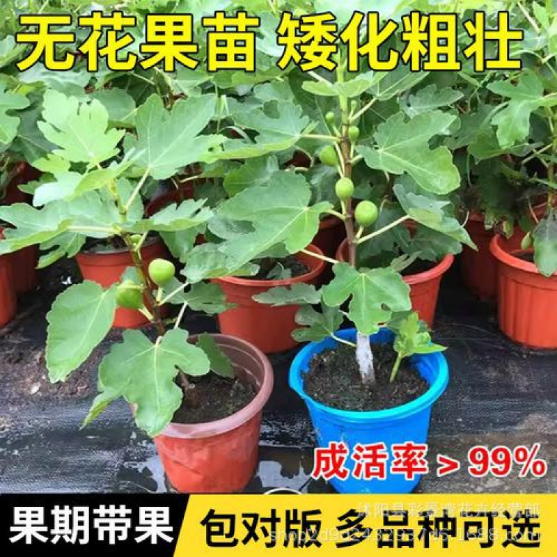无花果树果苗特大果带果矮化盆栽室内庭院阳台南方北方种植耐寒