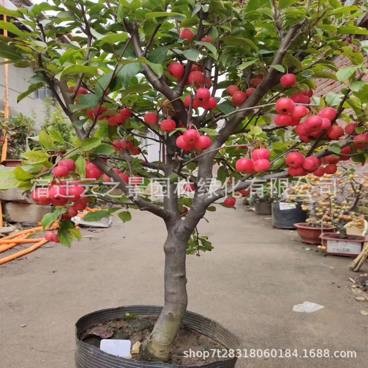 Благородные фрукты Маленькая яблоня Рассада Бегония Горшечное поле Бонсай Офис Наружное и наружное цветение Рассада Двор Старый ворс