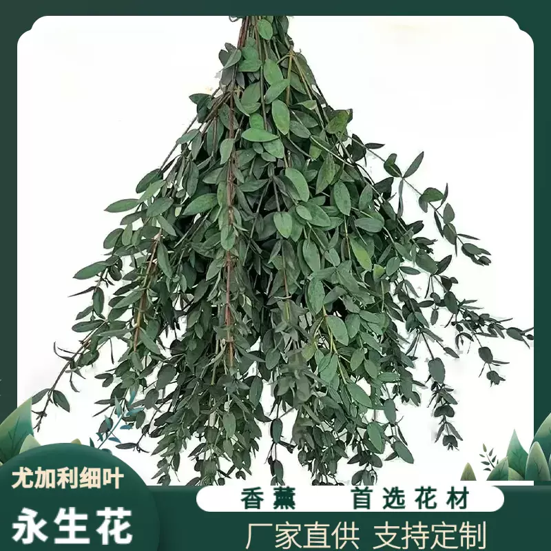 尤加利叶苹果叶干花永生花真花细叶圆叶配材云南厂家直发批发鲜花