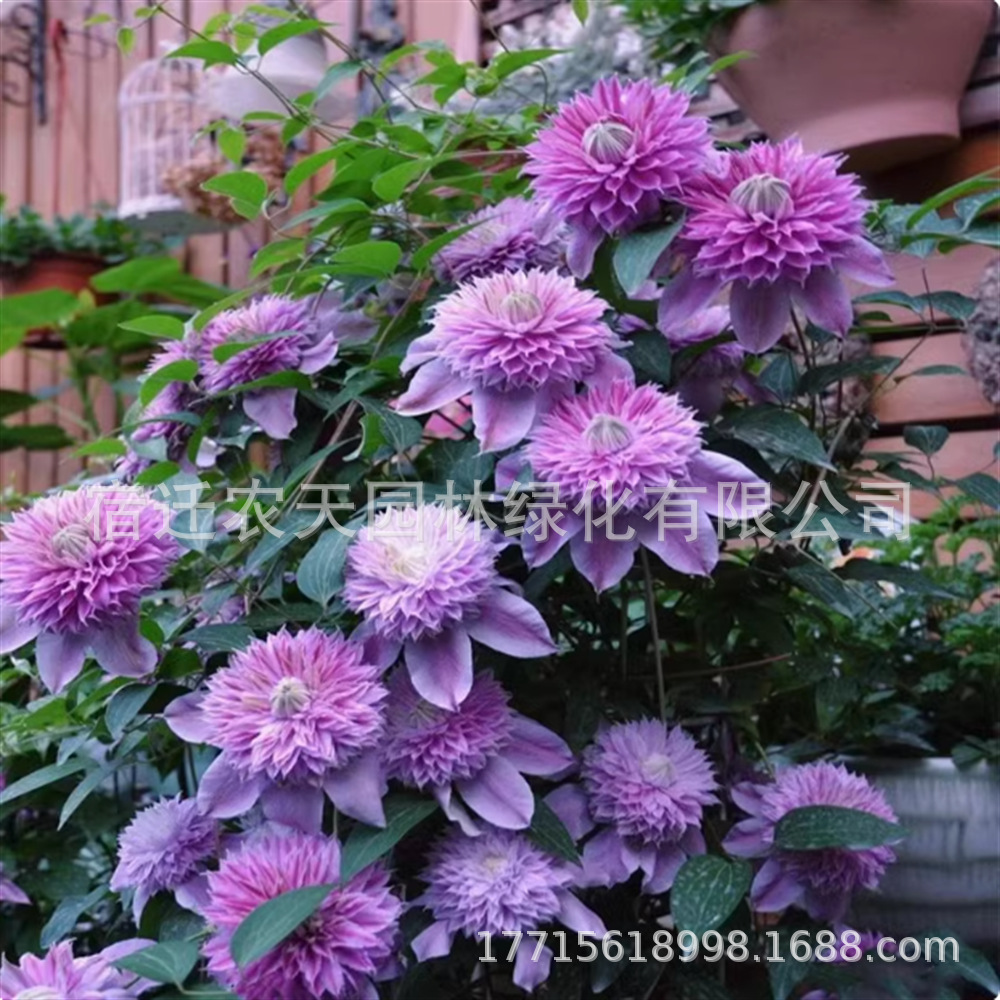 乌邦托铁线莲小苗苹果花天使舞裙庭院楼顶盆栽地栽观花爬藤花卉