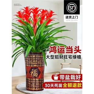 ���\���^���Ԏ����͏d�k���҃���ش��;Gֲ���w�_�I�ͶY���ܵ�ֲ