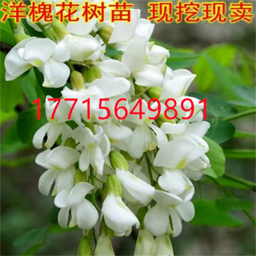 Саженец робинии псевдоакации Богатое дерево Софора японская саженец Сафлор псевдоакация саженец Двор Озеленение Цветы Садовые растения Саженец робинии псевдоакации