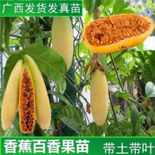 �m����㽶���������Ʒ�N������������S�������箔��Y������