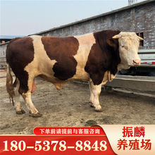 牛犊子活牛价格黄牛3-6个月西门塔尔小牛崽四川肉牛犊活体养技术
