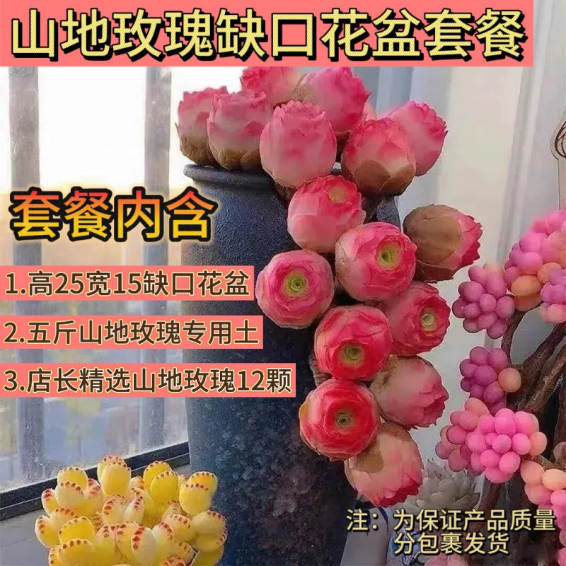 [맞춤형 모델] 메인 사진과 동일한 스타일 (화분, 흙, 장미 12송이, 패키지 3개 포함)