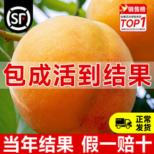 SҘmҘ綬Ҽ޽ϱͥԺļNֲ箔Y