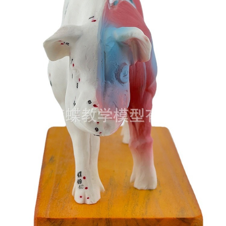 �������Ѩλģ�� ������ģ�� ��ҽģ�� ����ģ�� �����ģ��