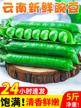 豌豆新鲜云南带壳青豆角粒农家蔬菜水果甜豆荚嫩5斤当季整箱包邮