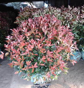 һ�����l�t�~ʯ������ߗU�������С��ͥԺ�@�־G���繤������