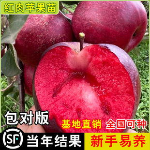 ������Ʒ�N�t���O���箔��Y���tɫ֮���O�������ϱ��Nֲ�t���O��