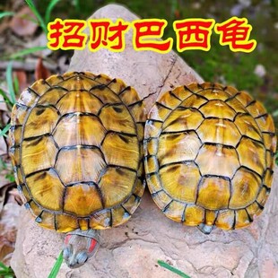 ����������������������w����������Gë���^�p�S����ؔ������