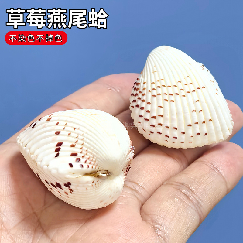 Natural Conch Shell Heart Shaped Chicken Heart Clam Love Baby Heart Cockle Lover Girlfriend Valentine's Day Creative Gift