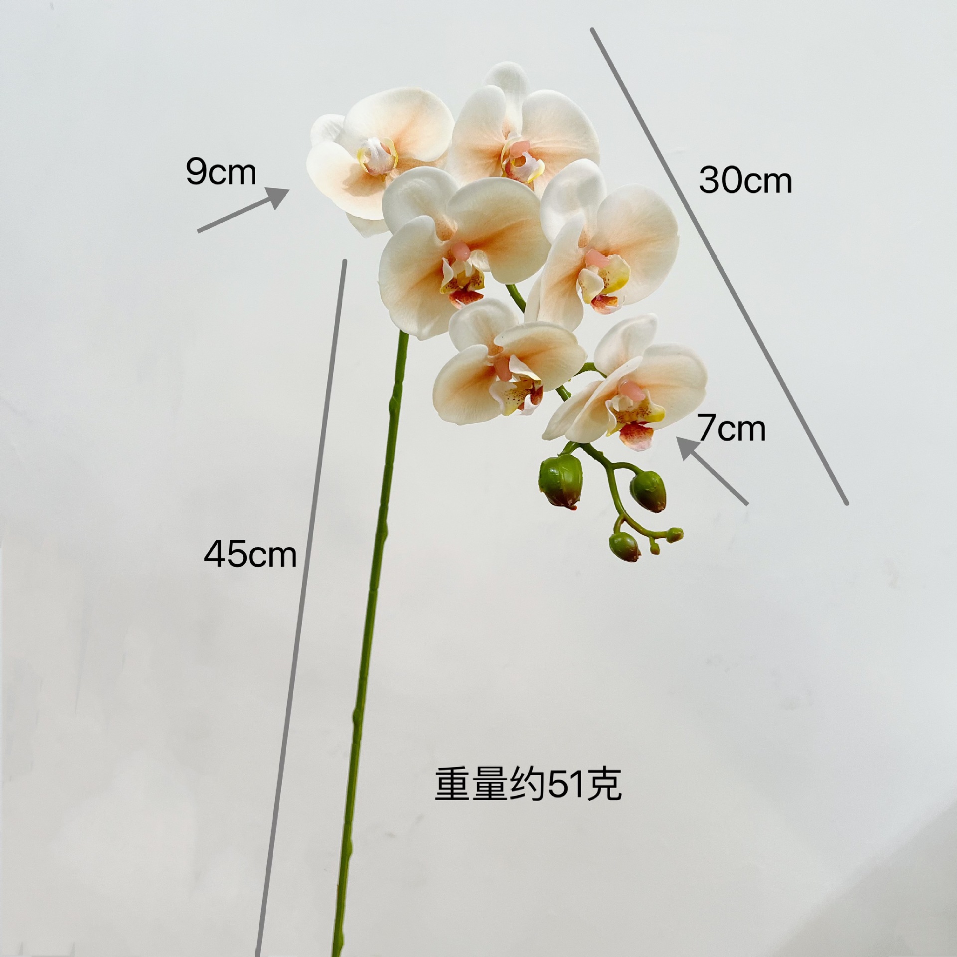 7등신 고전 호접란 [샴페인 컬러]