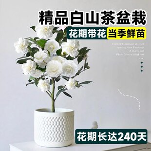 ��ɽ�軨���Ԏ������|�����r�������ļ��҃Ȼ����̨���B��Gֲ��