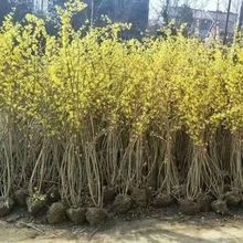 ؾGBN F؛~֦BN ¶ԹBN