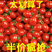 【太划算了】圣女果现摘新鲜小番茄生吃小西红柿应季水果批发