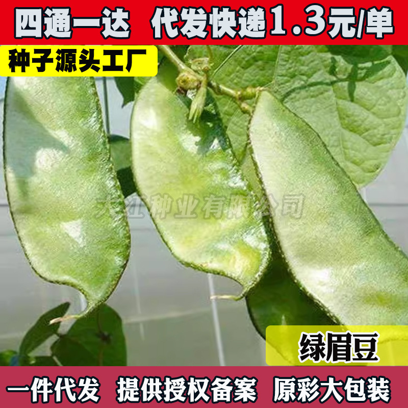 【猪耳朵丰产绿眉豆种籽】紫眉豆扁豆种子早熟庭院阳台春秋蔬籽