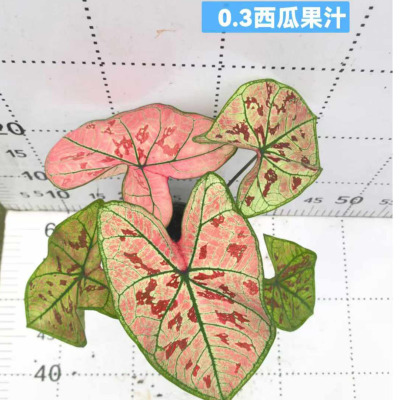 基地直供 室外盆栽绿植花卉居家花卉 0.3加仑西瓜果汁彩叶芋|ms
