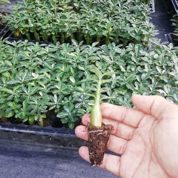 Flower seedlings wholesale desert rose seedlings source…