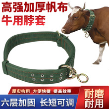 加厚栓牛脖套神器牛项圈牛脖绳子套养殖拴牛专用的绳子育肥牛用品