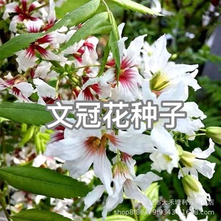 �Ĺڻ��N�ӈ@�־G�������÷N��ľ����������^�p��ľ���Ϙ�N��