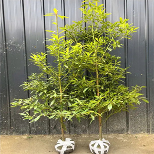 �Ĵ��������l��z骘���e��ͥԺ�GֲС�~�E�ˮ���y����骾G����