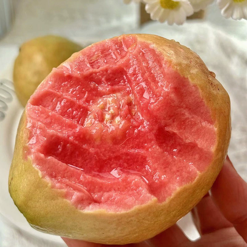 Гуава «Красное сердце» из Фуцзяня, свежий сезонный фрукт, сладкий и нежный, напрямую с места происхождения, оптом, целая коробка, крупные плоды