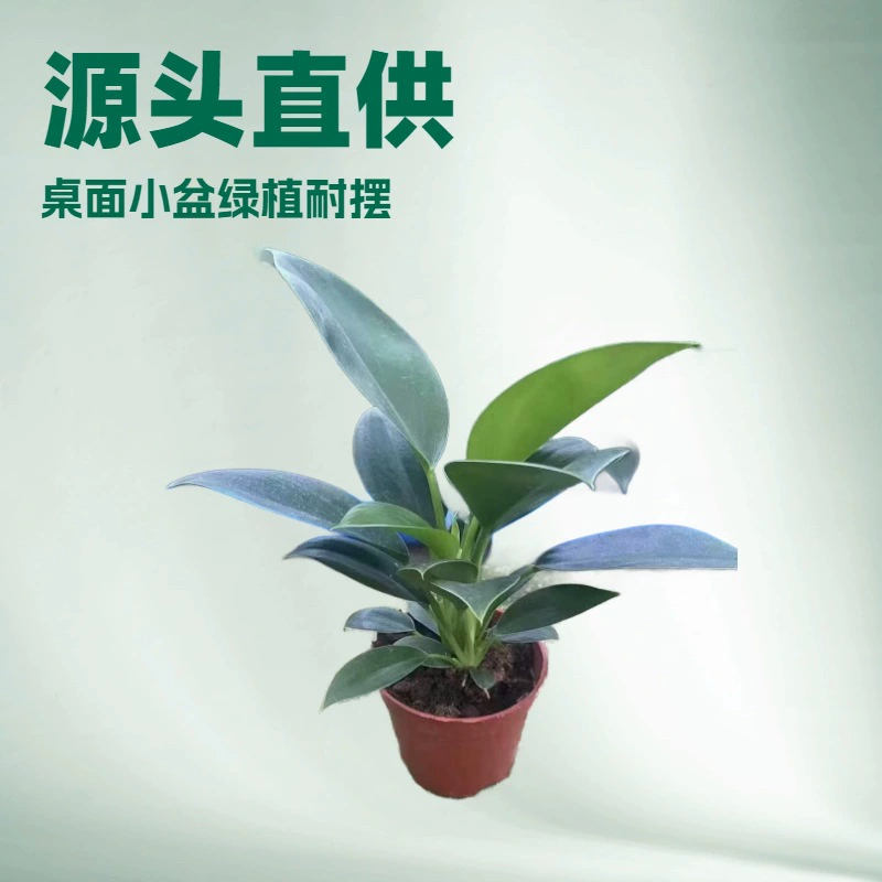 Оптовый склад Base Office 90 # Зеленая растительность «Золотой Алмаз» (монстера) для очистки воздуха, маленькие комнатные растения в горшках оптом