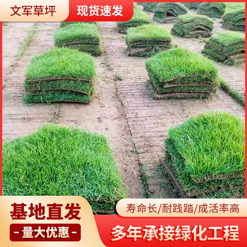 Четыре сезона зеленый газон, черно-зеленый смешанный газон, стриженый и плоский, газон Цзянсу, оптовый производитель газонов в Нанкине