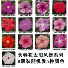 花卉盆栽穴盘苗长春花易爆盆花期长阳台庭院天天开进口四季花