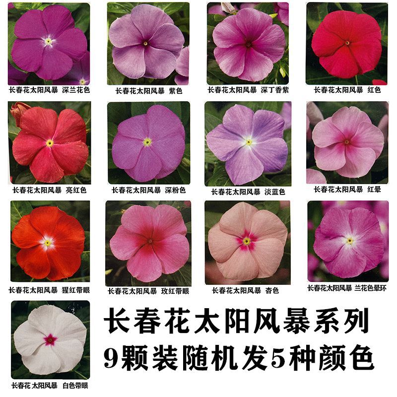 花卉盆栽穴盘苗长春花易爆盆花期长阳台庭院天天开进口四季花