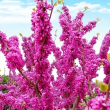 一件代发紫荆花树苗庭院盆栽花卉观花植物小苗工程道路绿化苗木风