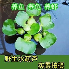 鱼缸水草浮萍造景花卉鱼池塘净化水质水生植物水葫芦增氧养鱼淡水