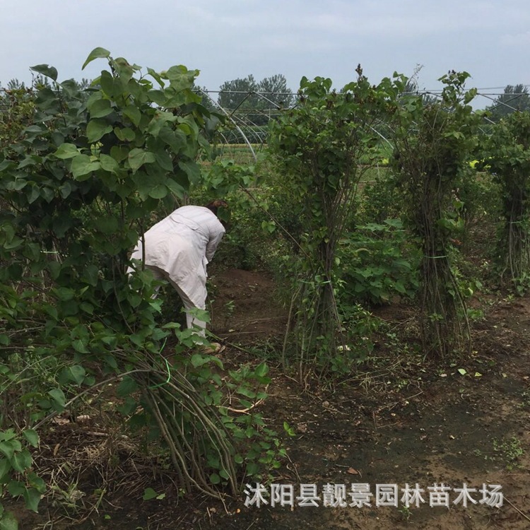 江苏苗圃 丁香树 丛生紫丁香树 四季丁香绿篱 小叶丁香球批发