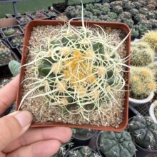 ������ ���̿�̽��� ϡ�Џ���������𻢶���M��