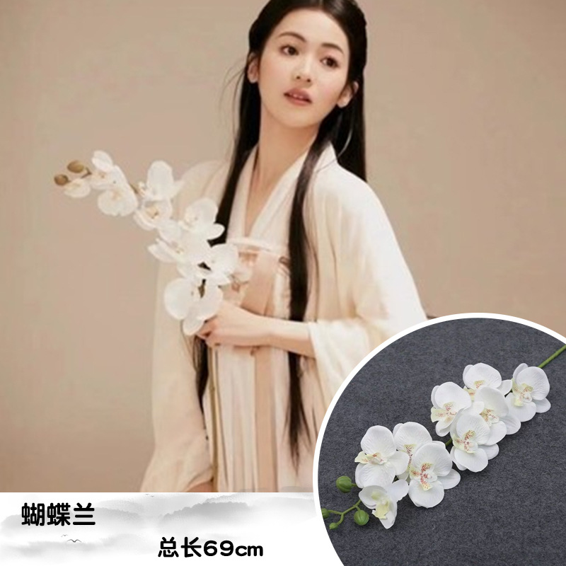 Brown white phalaenopsis