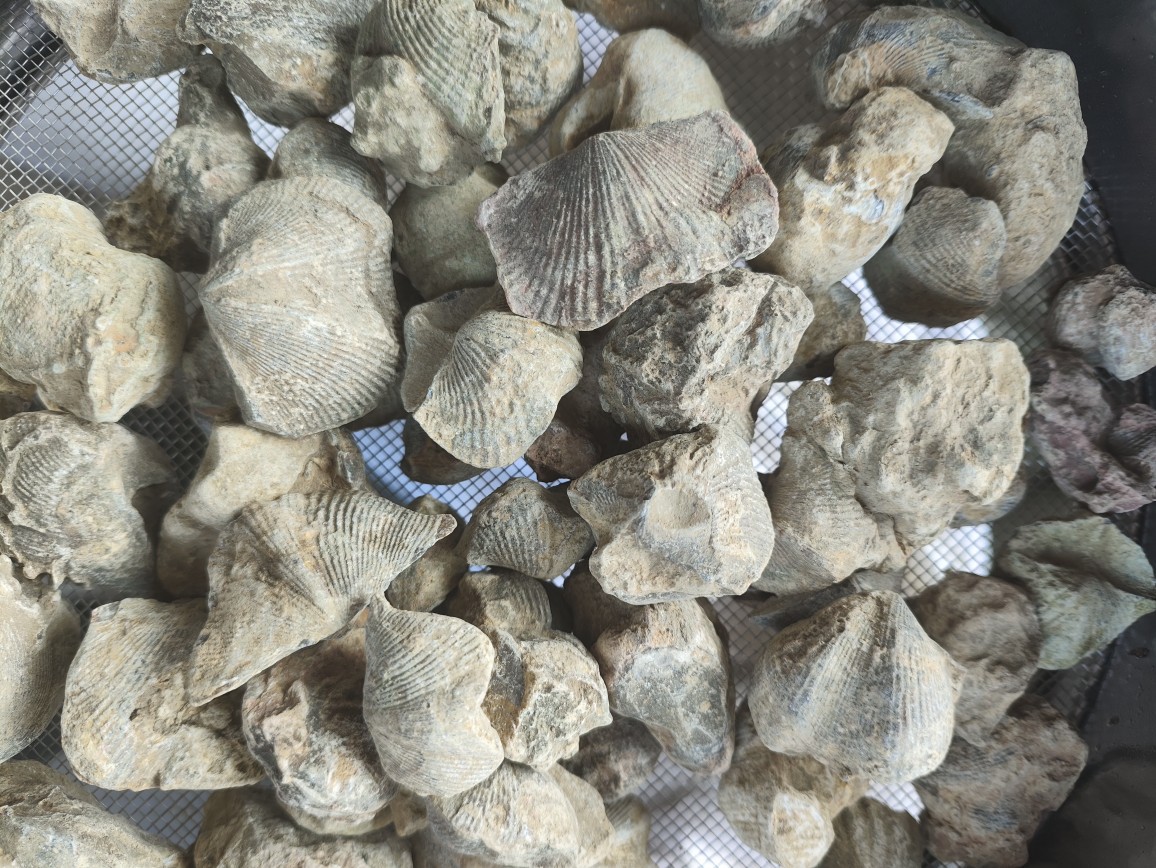 Shi Yan (Fossil Shell) — Water-Refined Shi Yan Zi Herbal Mineral for TCM Use quality and texture