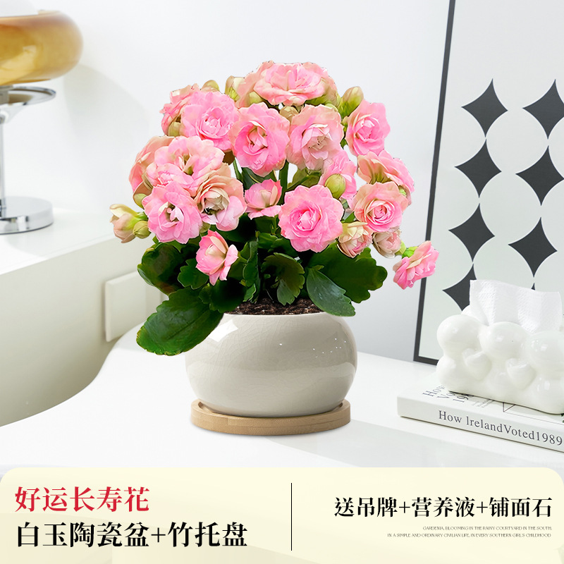 [핑크 더블] 행운장수꽃 + 백옥 세라믹 세면대 + 대나무 쟁반 (봄 포장 무료)