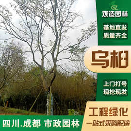 乌桕树苗四川绿化工程彩叶树行道树红叶乔木丛生乌桕苗木公园大树