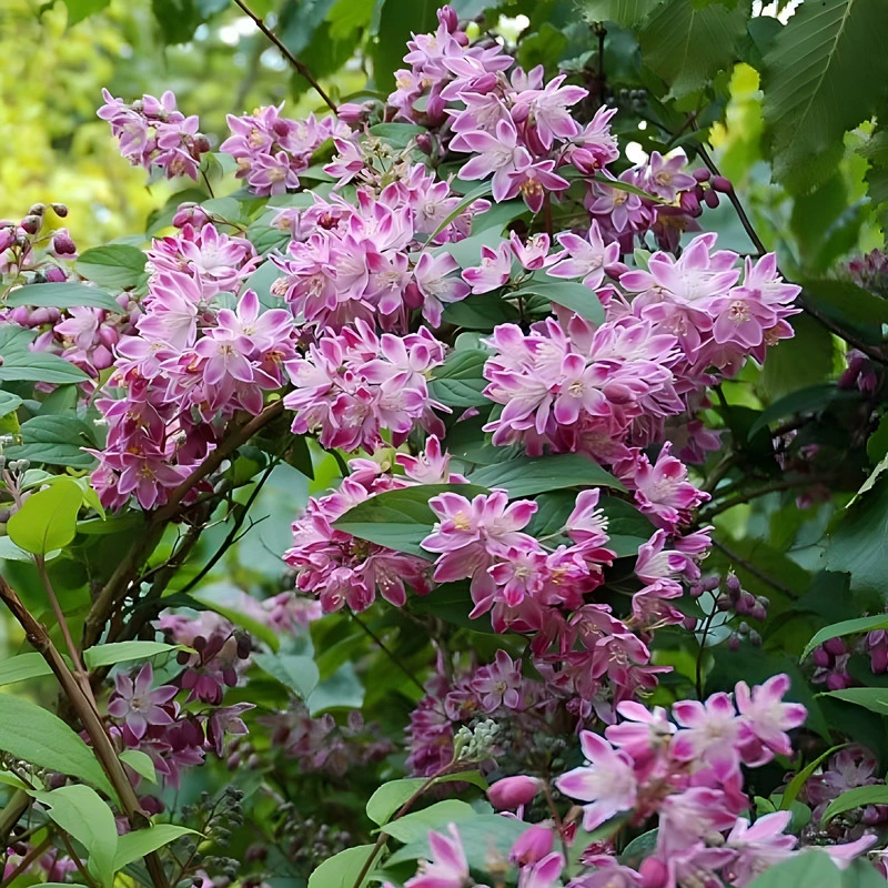 Клубничное поле, розовое снежное вишневое растение в горшке, двулепестковый цветок на балконе во дворе, морозостойкое и термостойкое цветочное зеркало с растениями