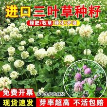 进口红白三叶草籽种子易活绿化四季青草坪多年生牧草果园绿肥植物