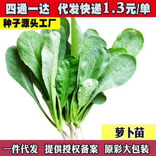 �ļ���������ɳ��}�����}�������޲˷N���̨ˮ���ѿ��N��