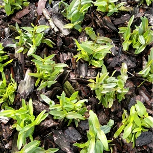 Поставка оптом саженцев китайских фитопрепаратов Dendrobium officinale однолетние саженцы, прямая доставка с посадочной базы.