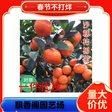 ���Ә���޽��M��Ě�ȼt��Ѫ���ӹ������������Ӑ��¹�����